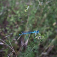 a blue dragonfly on a plant