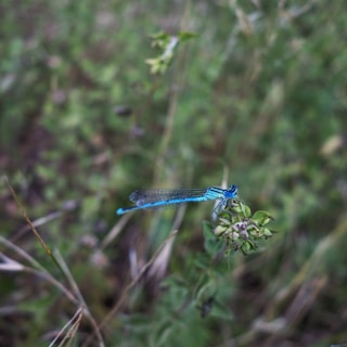 a blue dragonfly on a plant