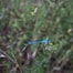a blue dragonfly on a plant