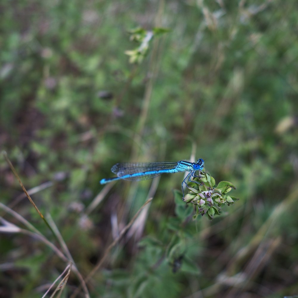 a blue dragonfly on a plant