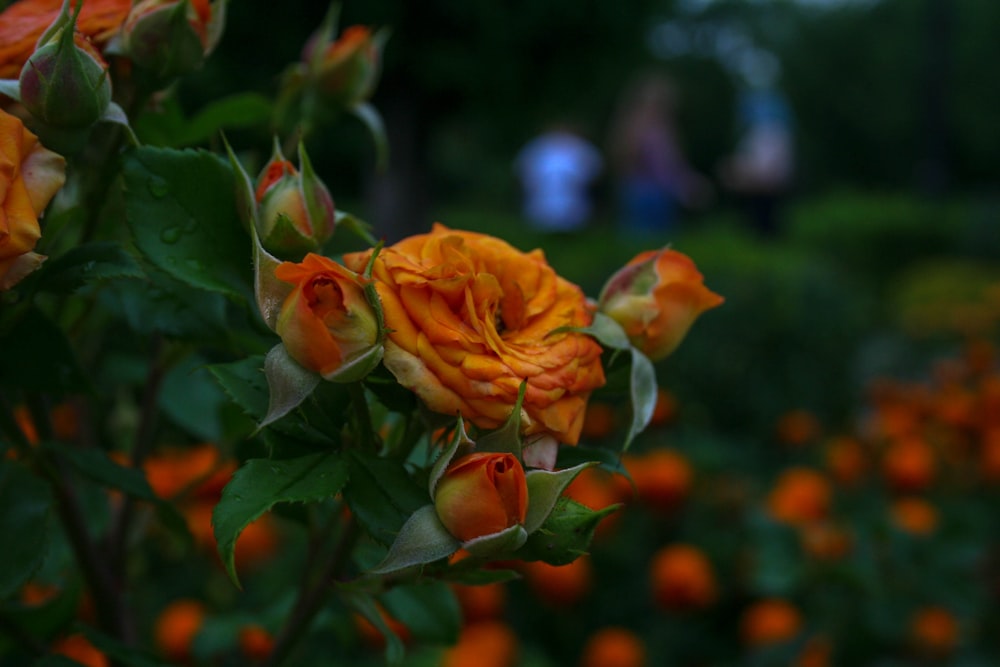 a close up of a flower