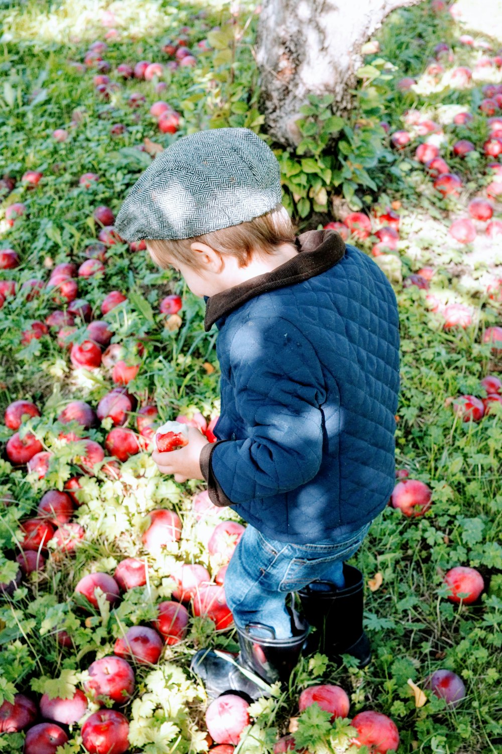 a baby picking red apples