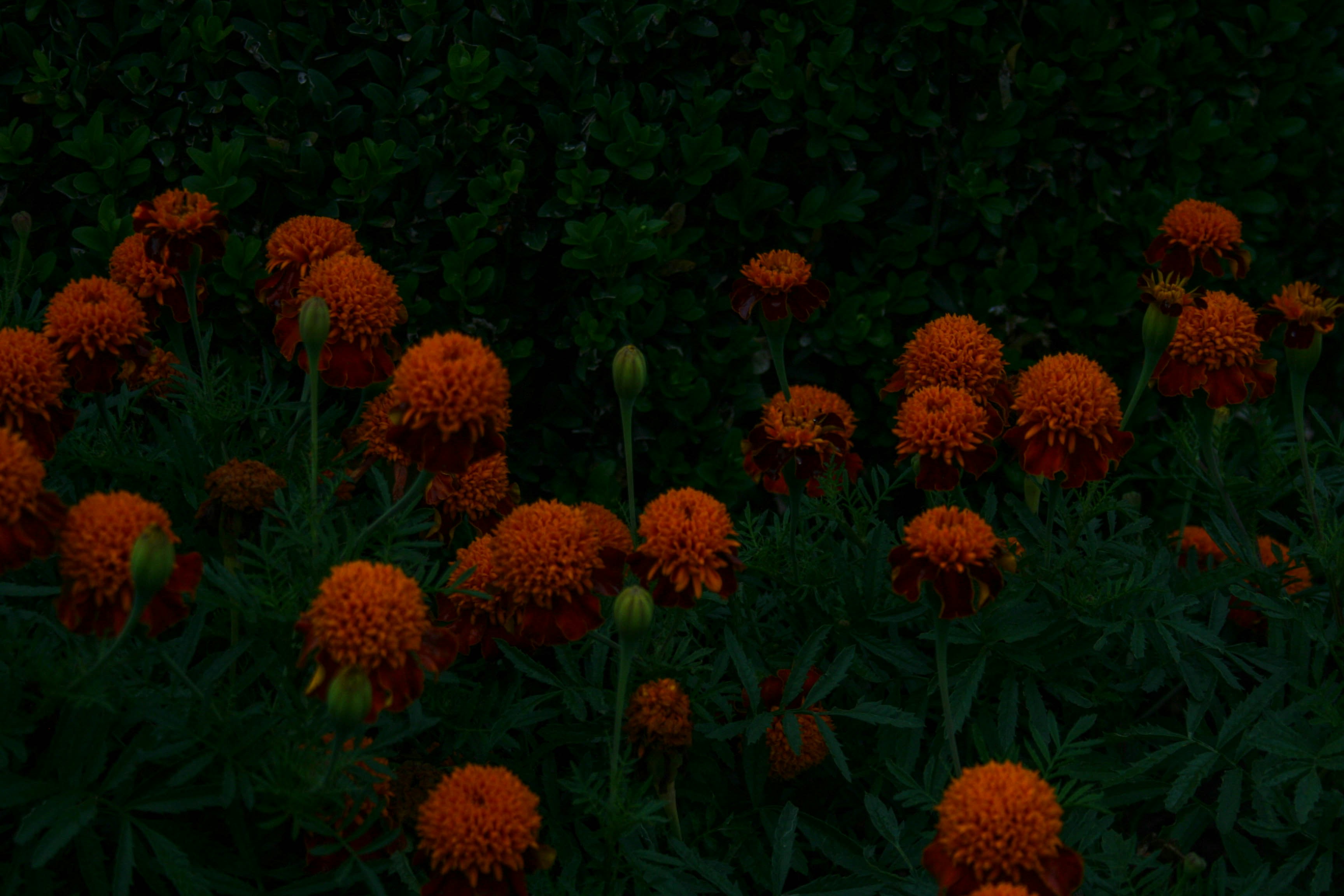 a group of orange flowers
