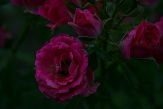 a close up of a flower