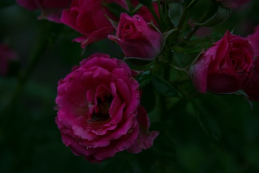 a close up of a flower