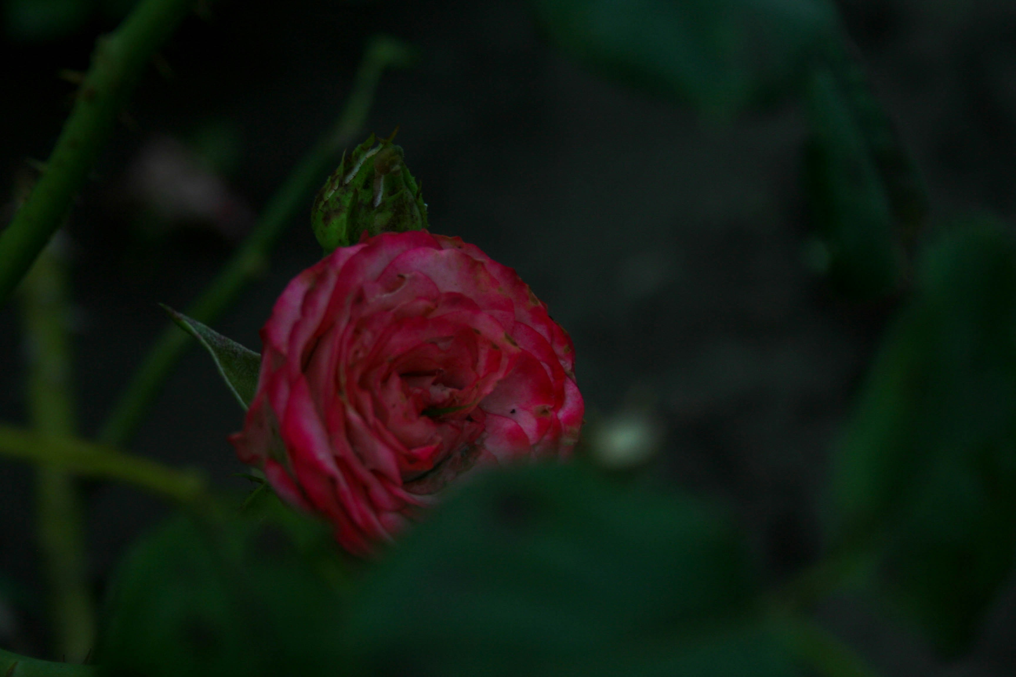 Photo by darrrrr_yaaaa