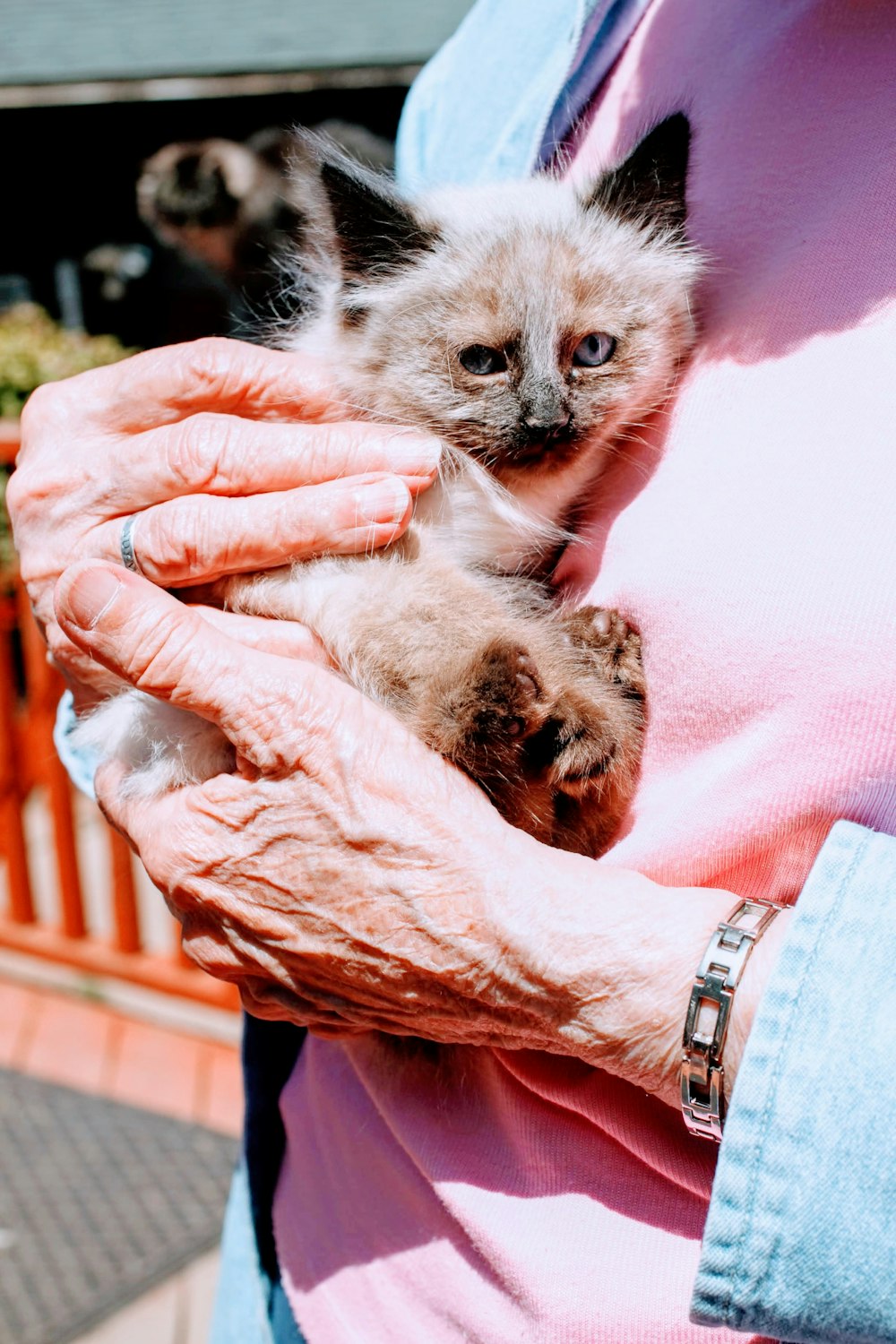a person holding a kitten