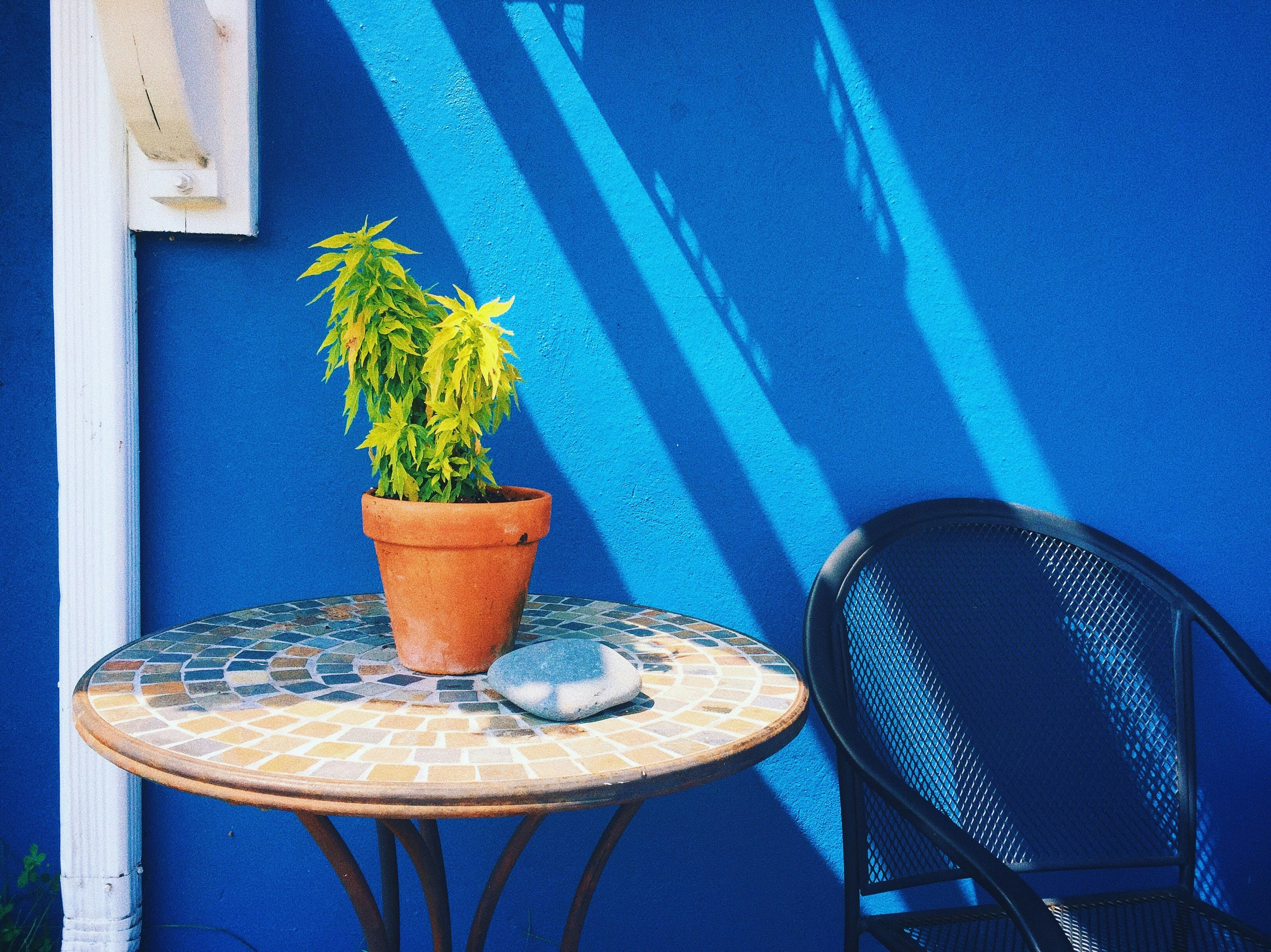 a table with a plant on it