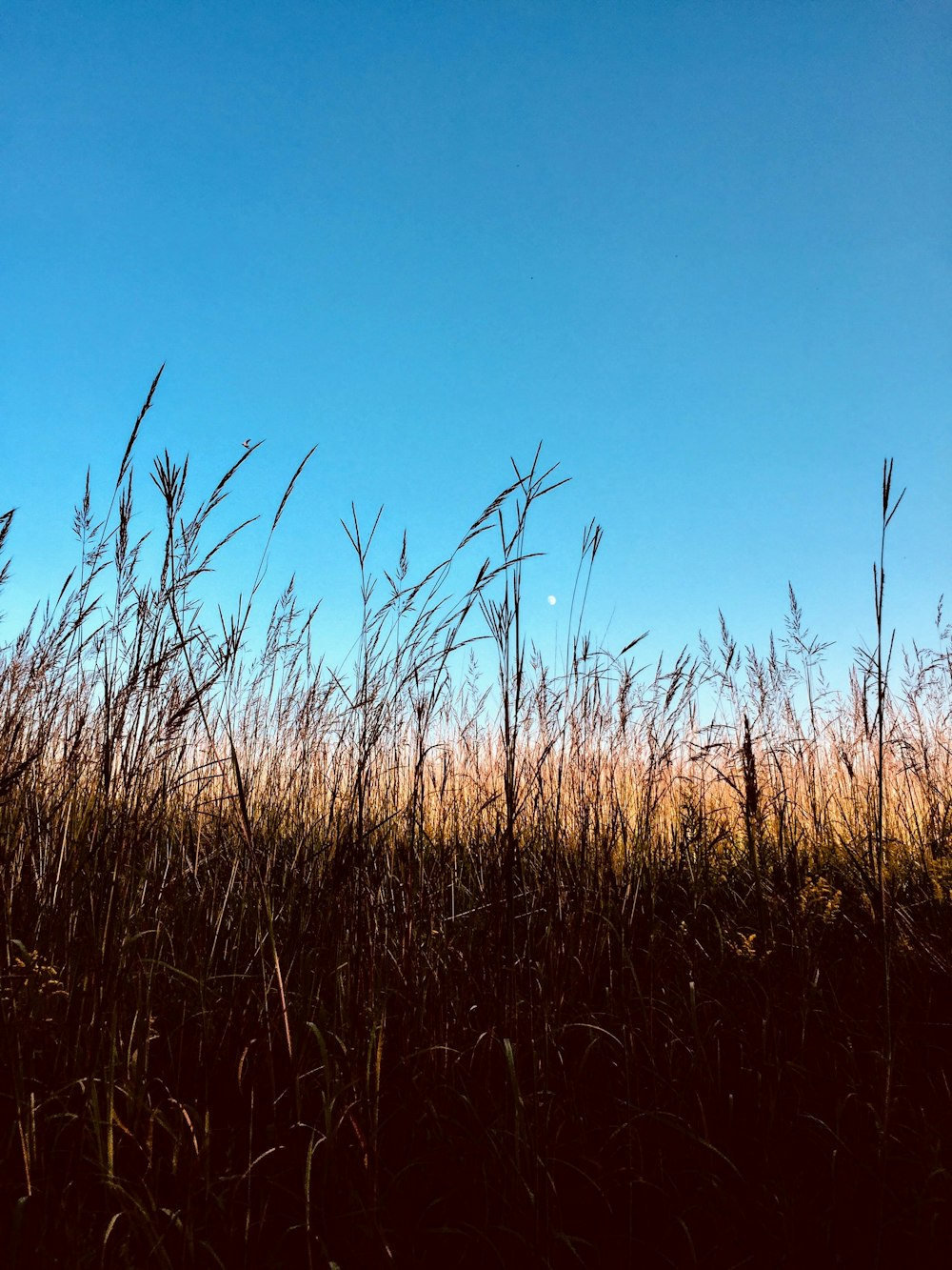 a field of tall grass