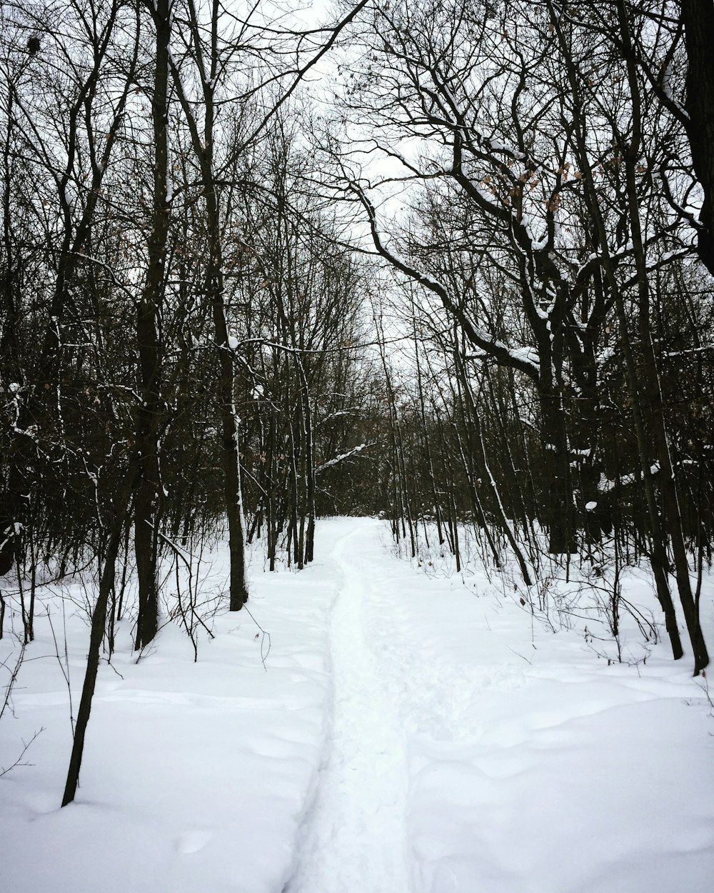 a snowy path through a forest