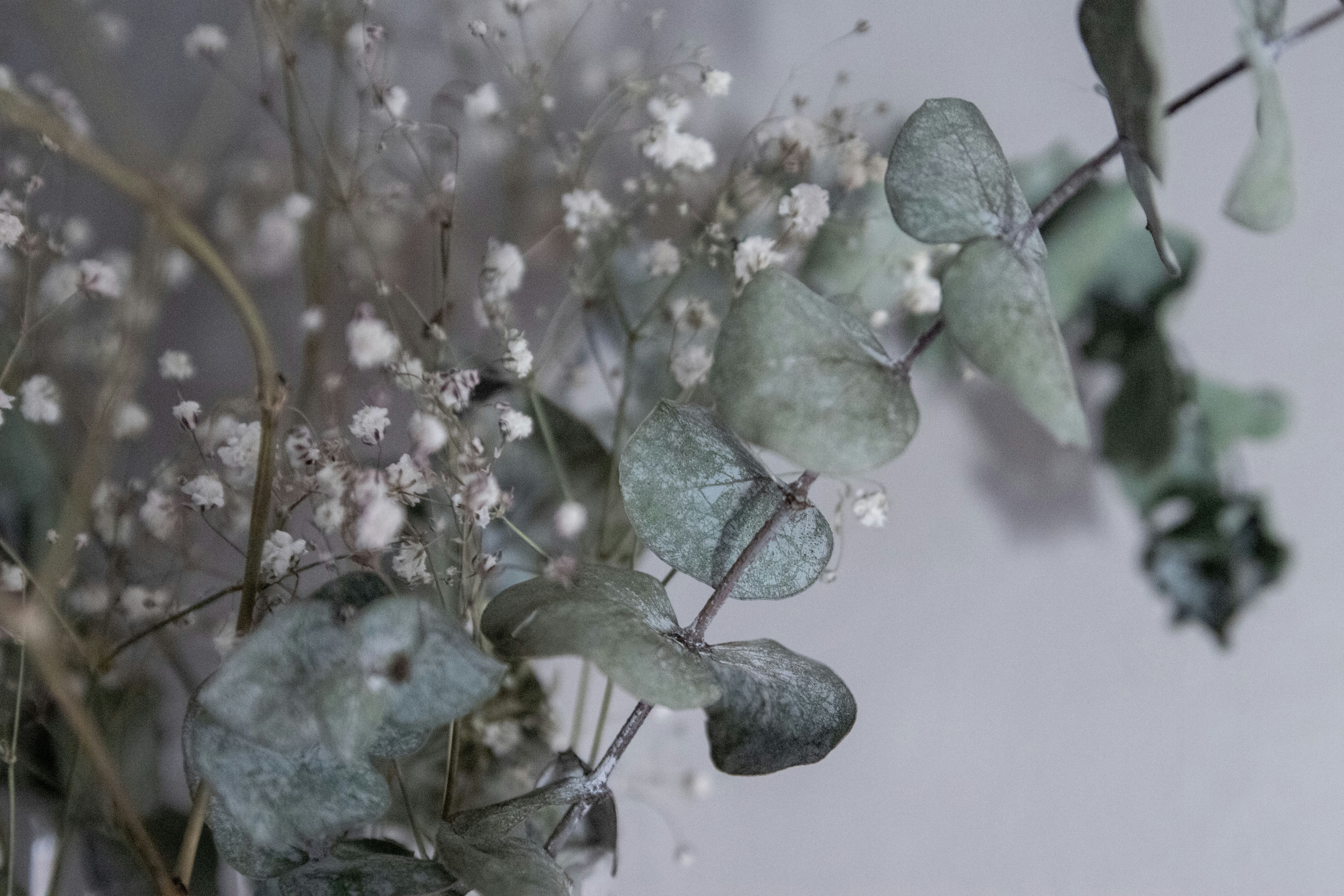 숨 쉬는 즐거움, 식물이 선사하는 놀라운 공기 정화 과학!