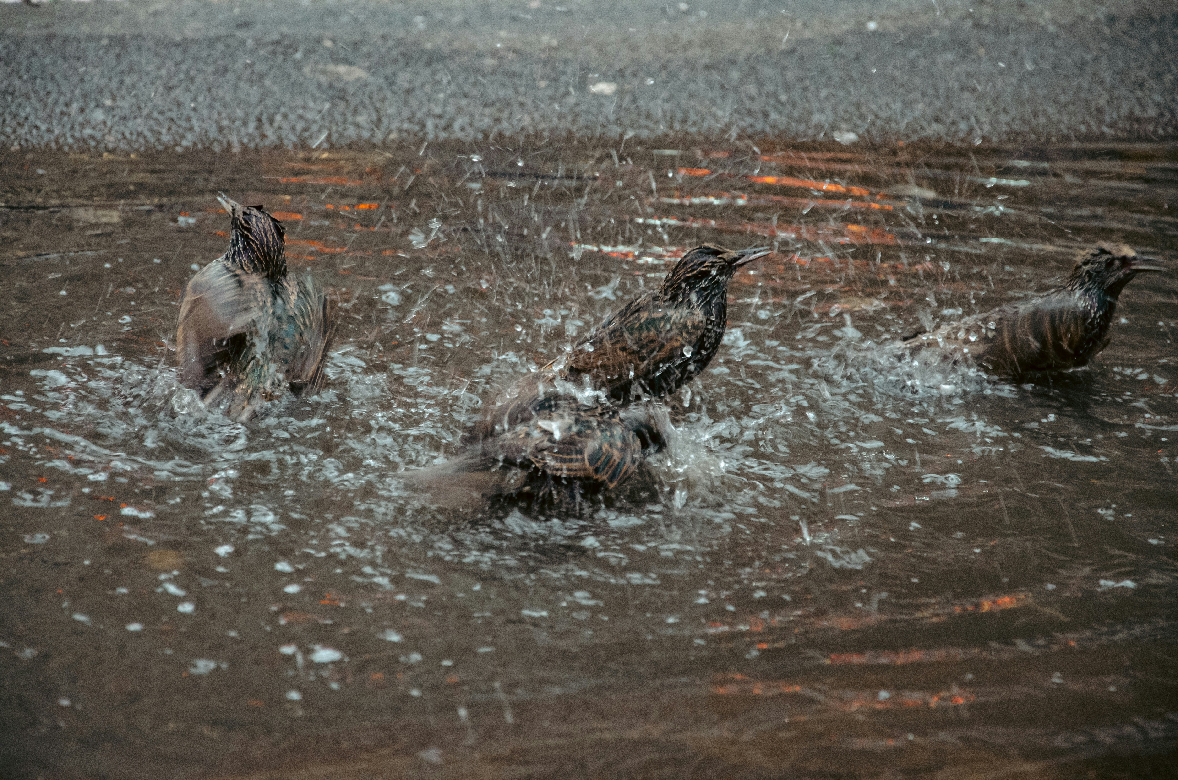a group of ducks swim in a lake