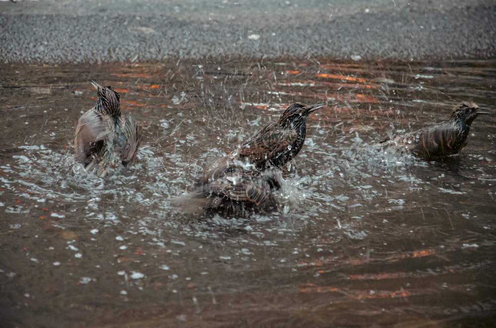a group of ducks swim in a lake