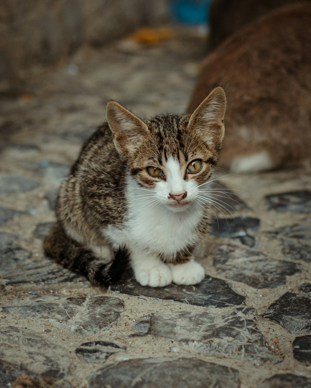 a cat sitting on a stone surface