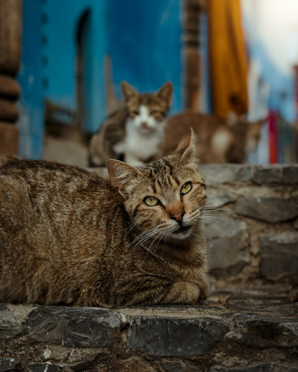a couple of cats sitting on a stone wall
