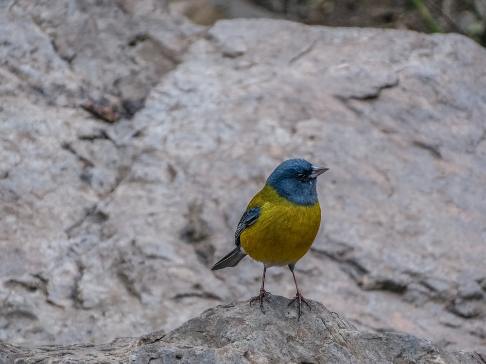 a bird standing on a rock