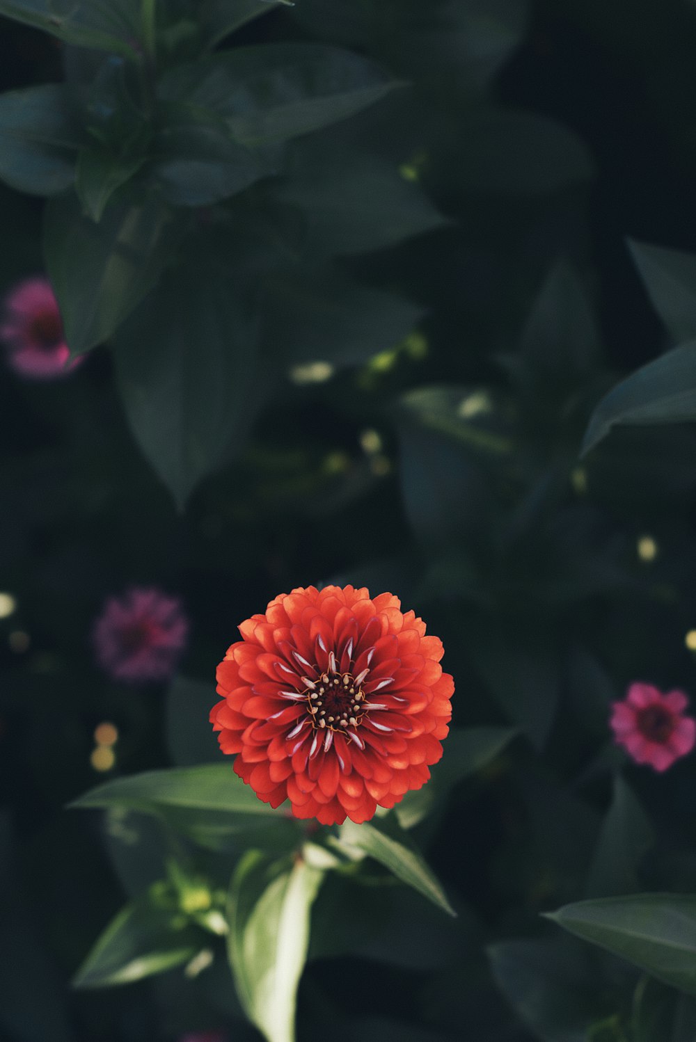 a close up of a flower