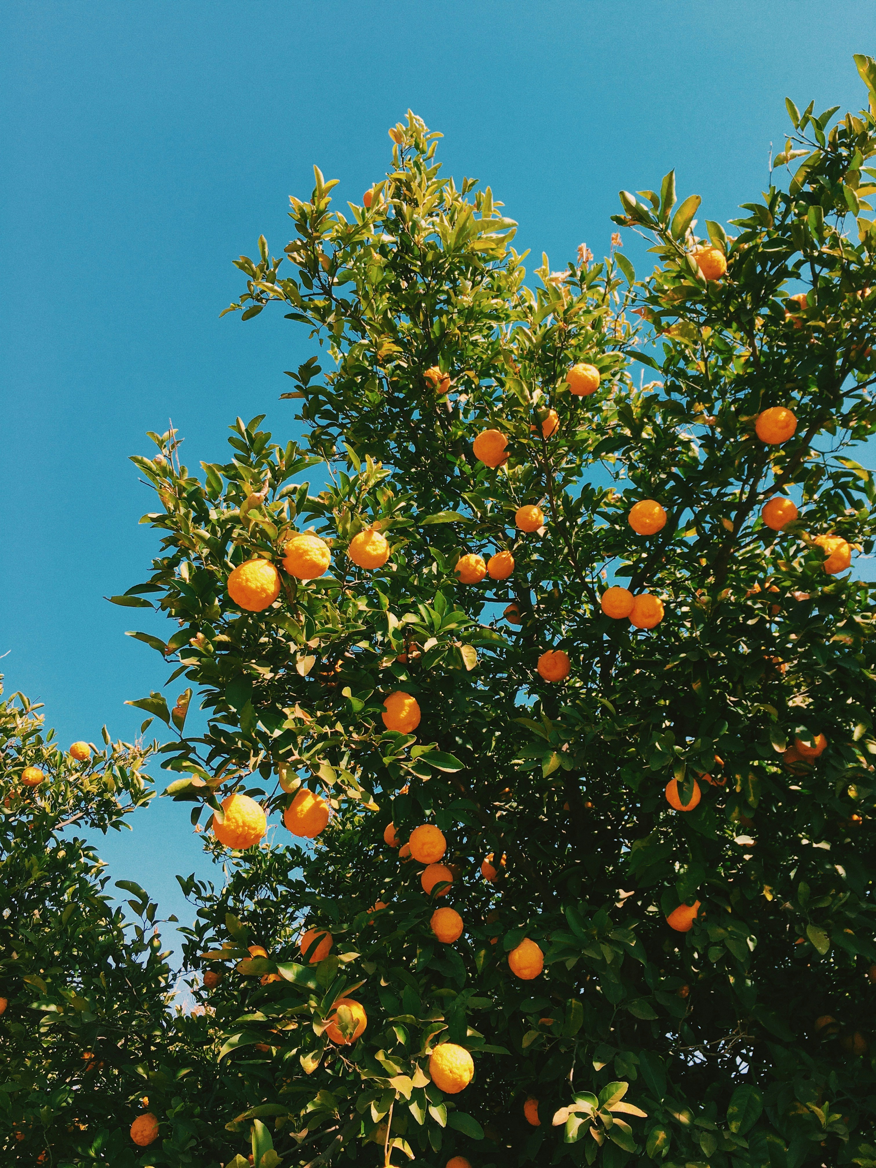 Un árbol con naranjas foto – Imagen de Azul gratuita en Unsplash, image size:3000x4000