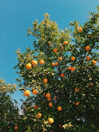 a tree with oranges