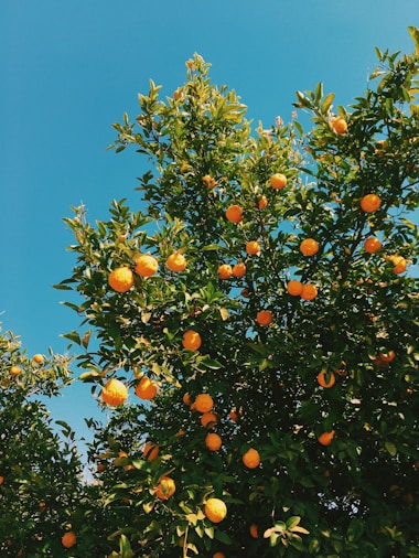 a tree with oranges