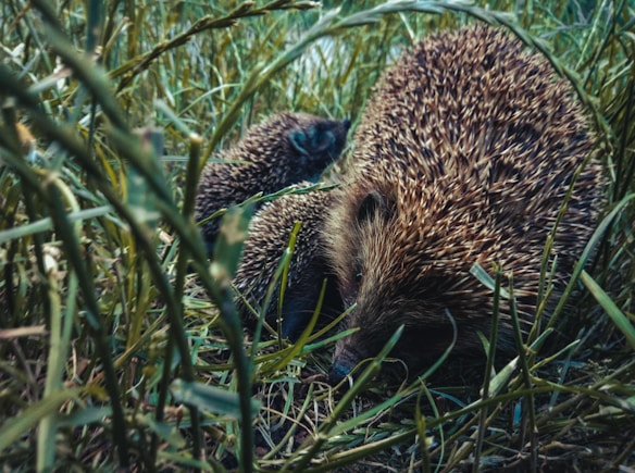 A hedgehog is nestled in dense grass, blending into its surroundings with its spiky brown exterior. The setting appears natural and serene, likely in a meadow or garden area, with the hedgehog lying low and partially hidden among the tall green blades.