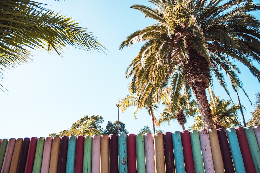 a row of colorful surfboards