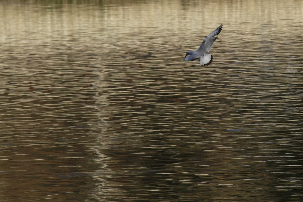 a bird flying over water