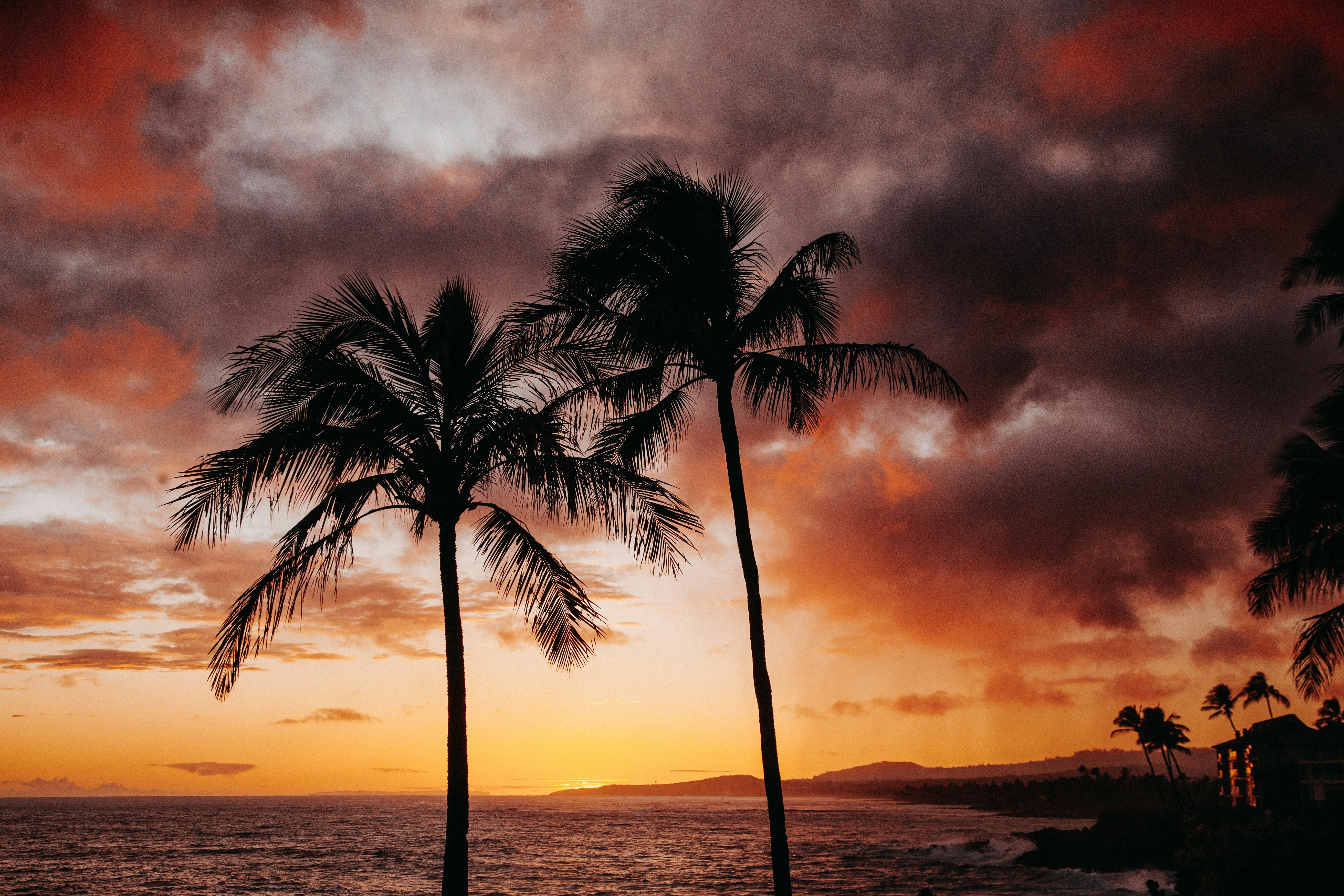 야자수와 일몰 사진 – Unsplash의 무료 바닷가 이미지, image size:3000x2001