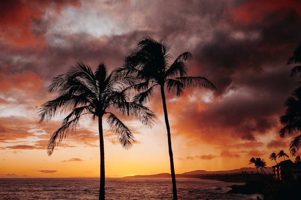 palm trees and a sunset