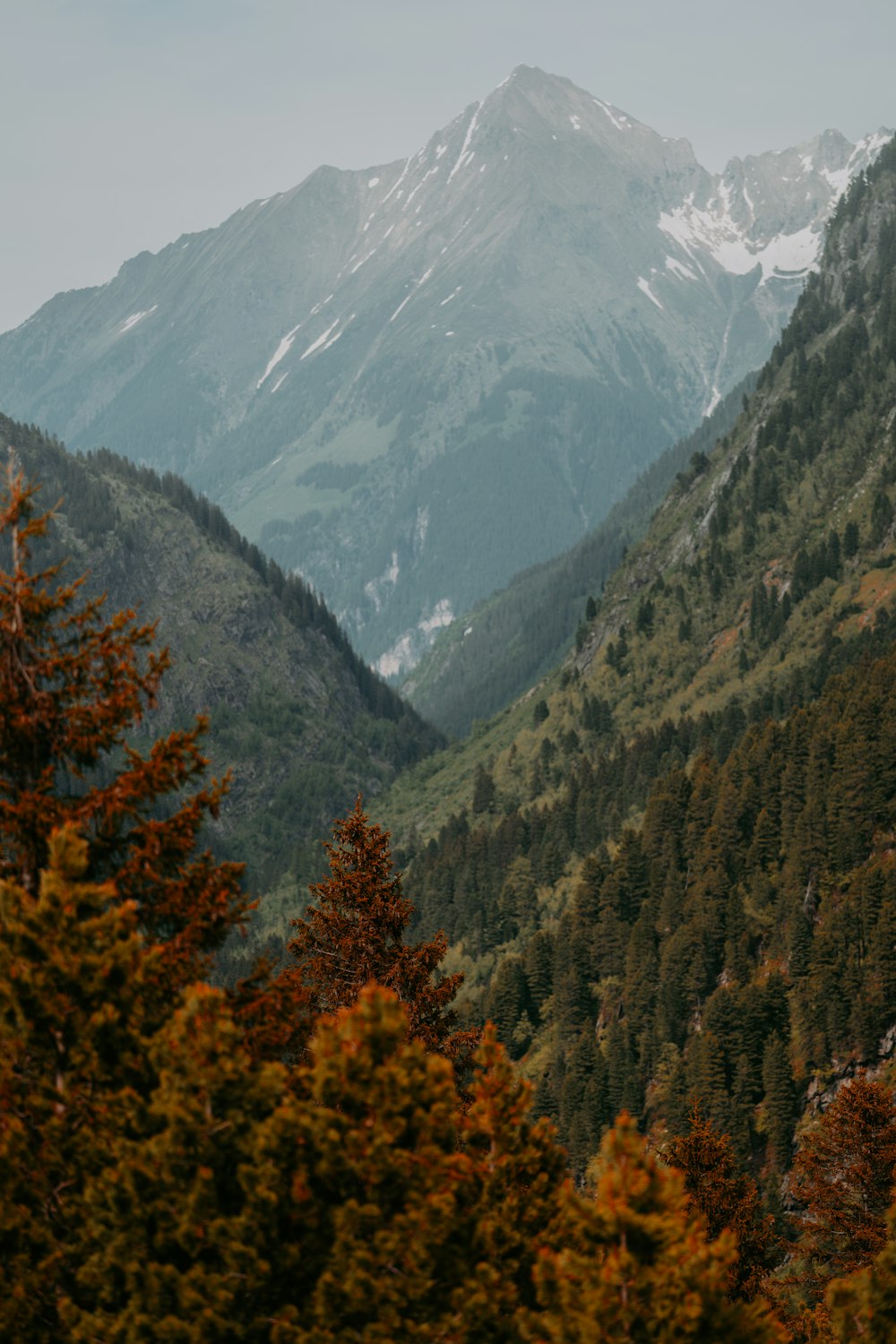 a mountain with trees and a snow covered mountain in the background