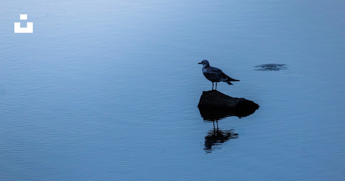 A bird on a rock in the water photo – Free Bird Image on Unsplash
