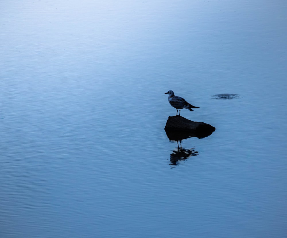 a bird on a rock in the water