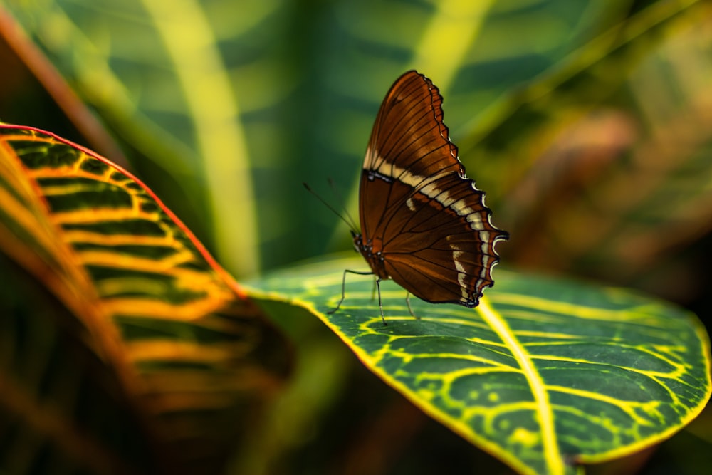 a butterfly on a leaf