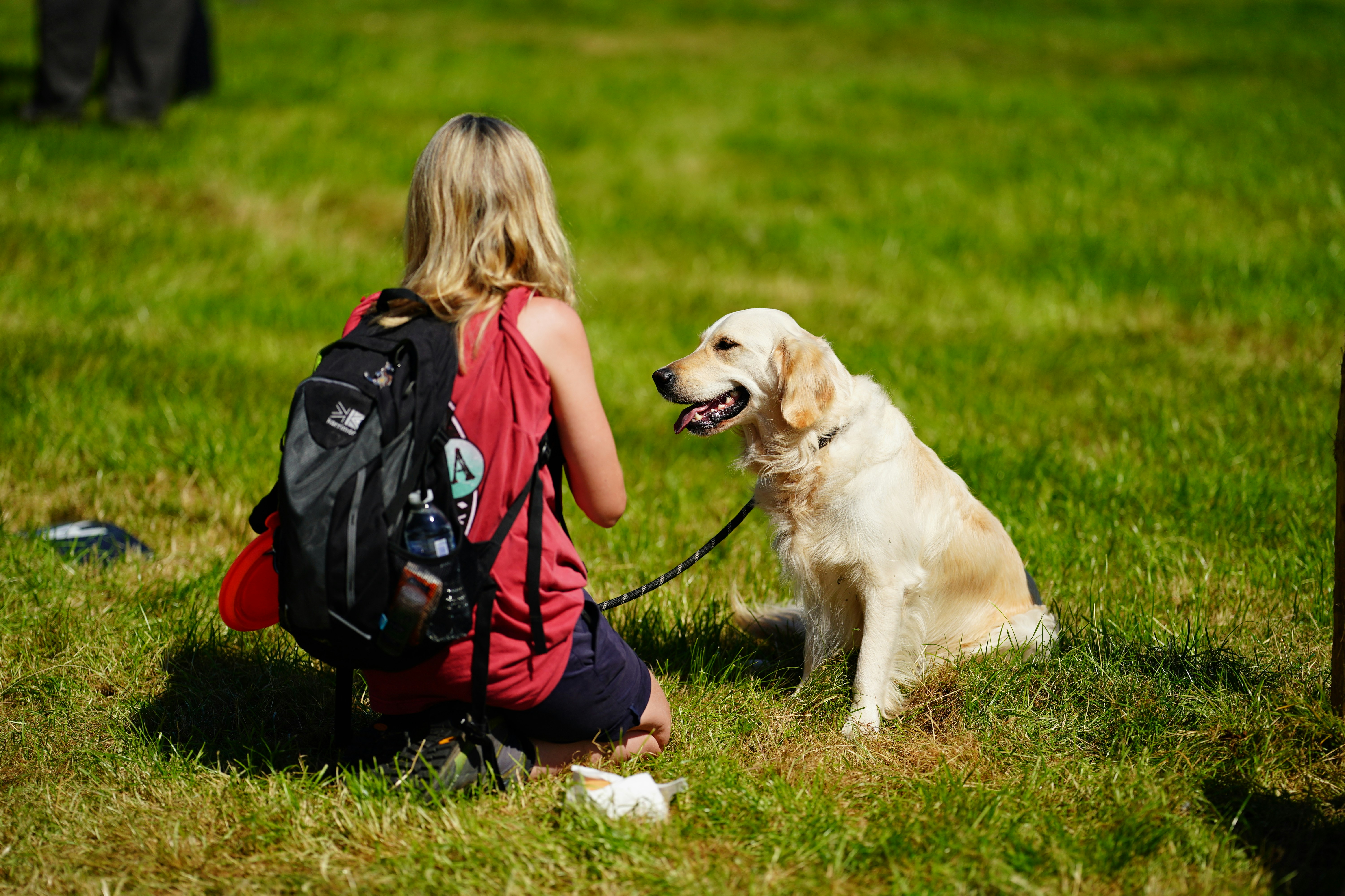 Dog training with owner using positive reinforcement