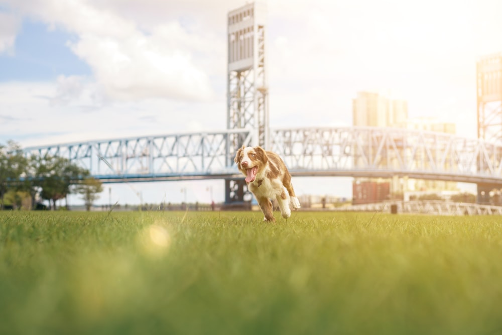 a dog running on a field