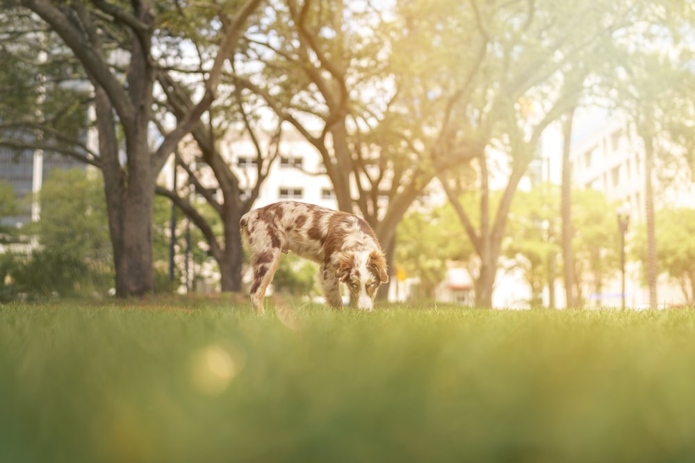 a giraffe in a park