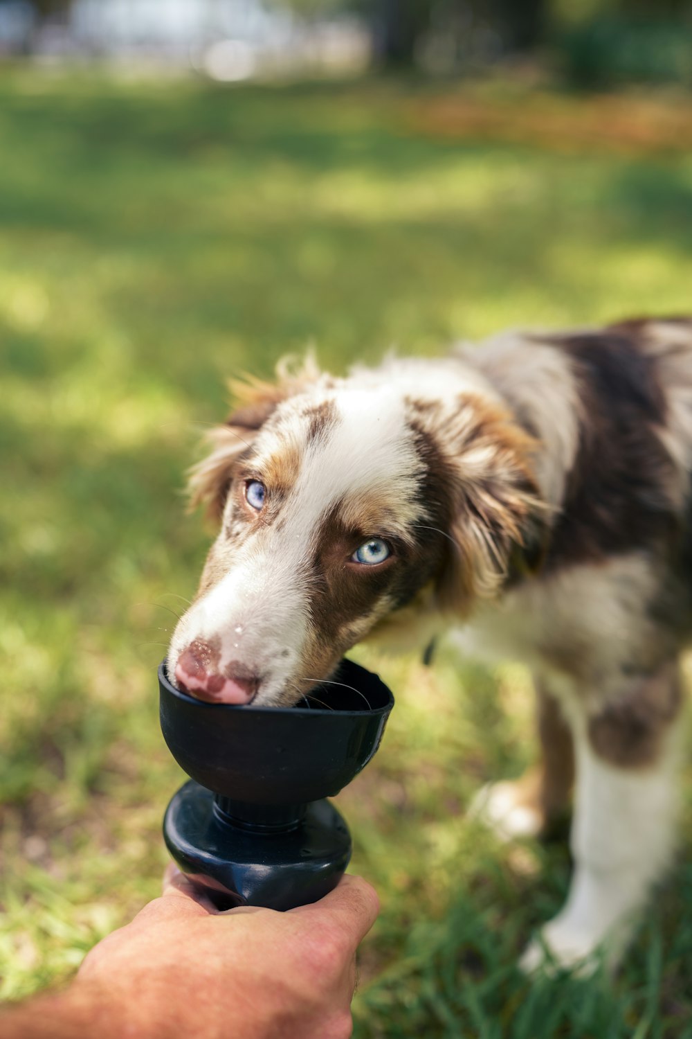 a dog licking a black object