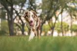 A close-up of a healthy dog enjoying a walk outdoors with lush greenery in the background.