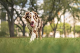 A happy brown and white dog with blue eyes walks through lush green grass. The background is blurred, showing trees and some buildings, suggesting a park or suburban setting.