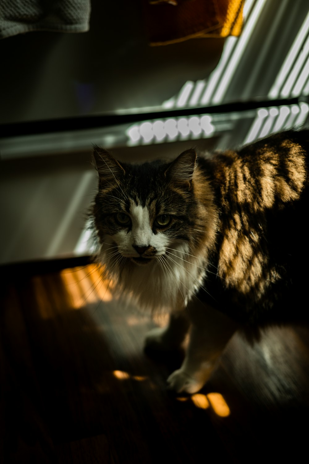 a cat sitting on a table