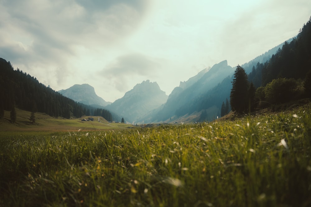 a field of flowers with mountains in the background