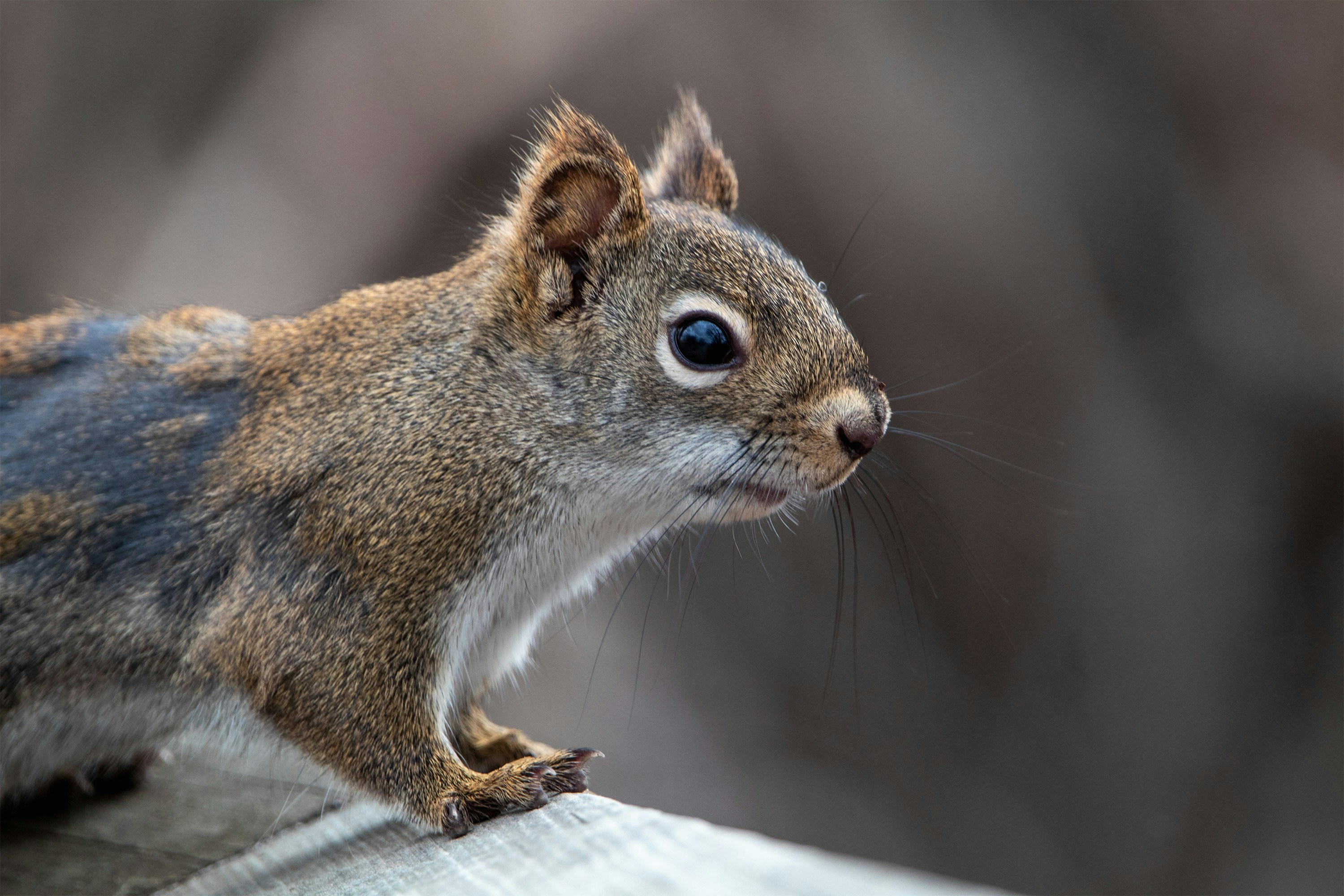 Photo by cirlbunting