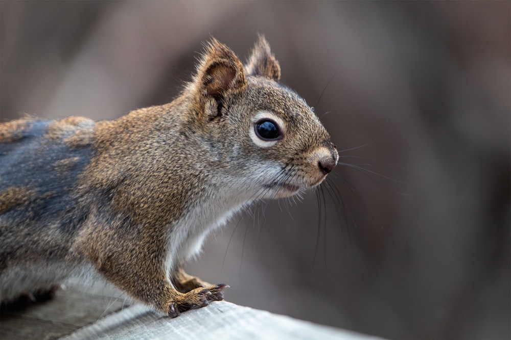 a squirrel on a rock