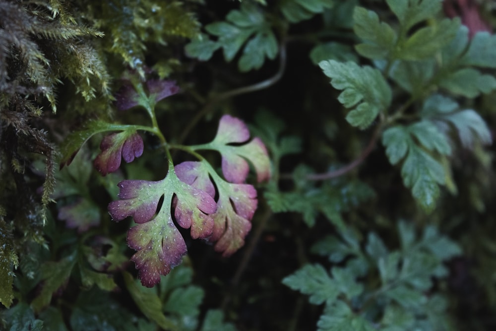 a close up of some flowers