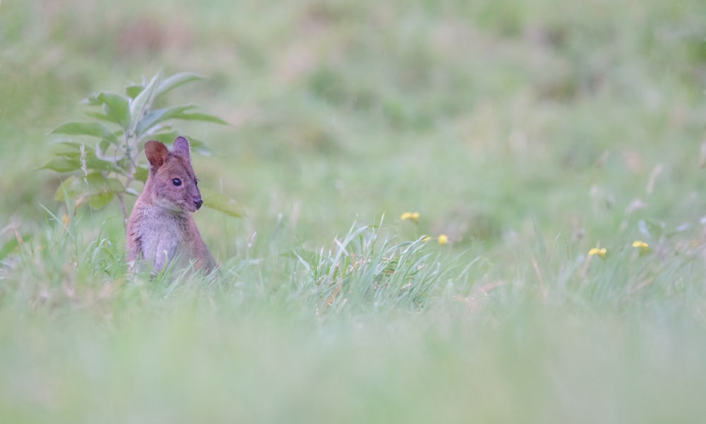 a small bunny in a field