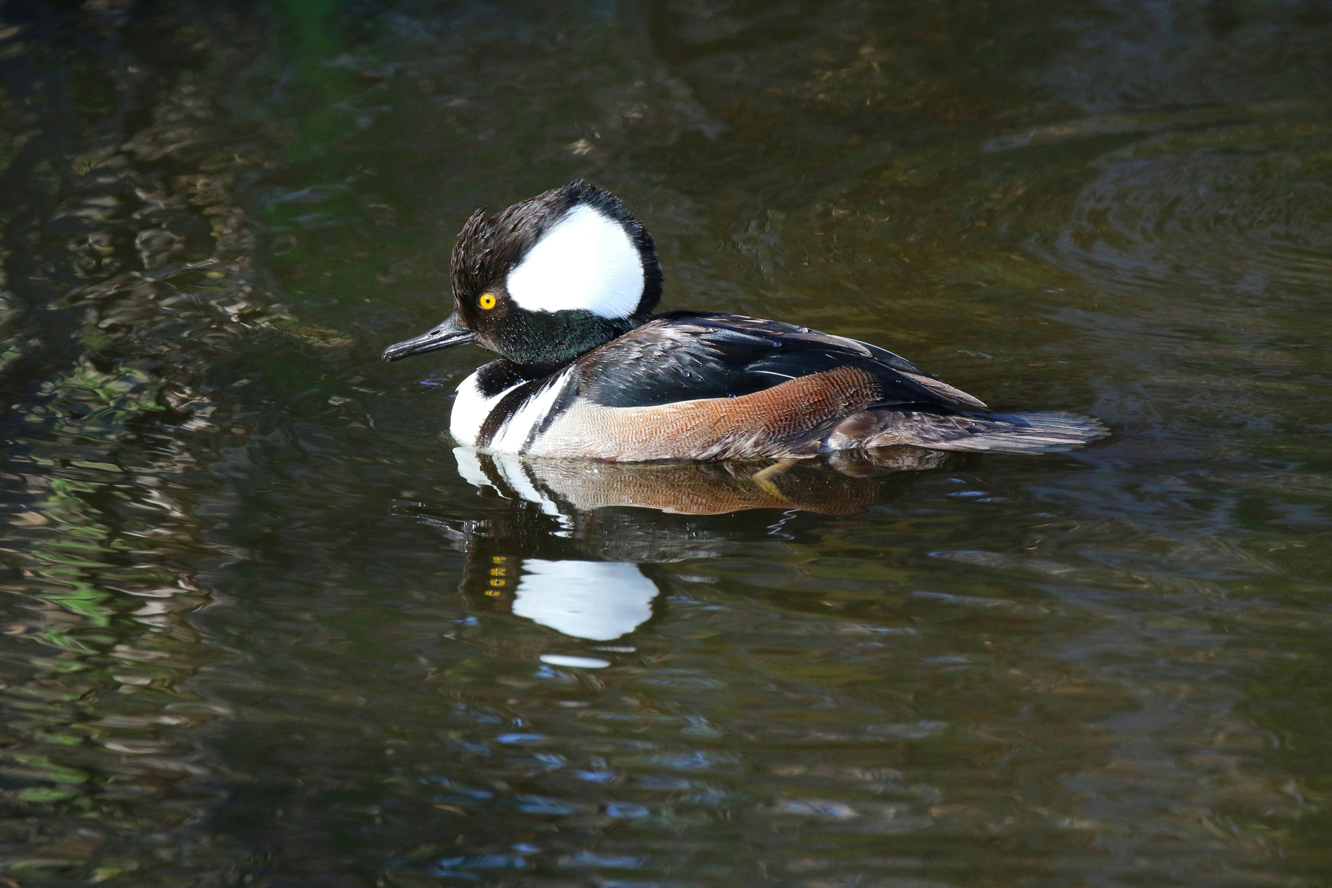 un'anatra che nuota nell'acqua