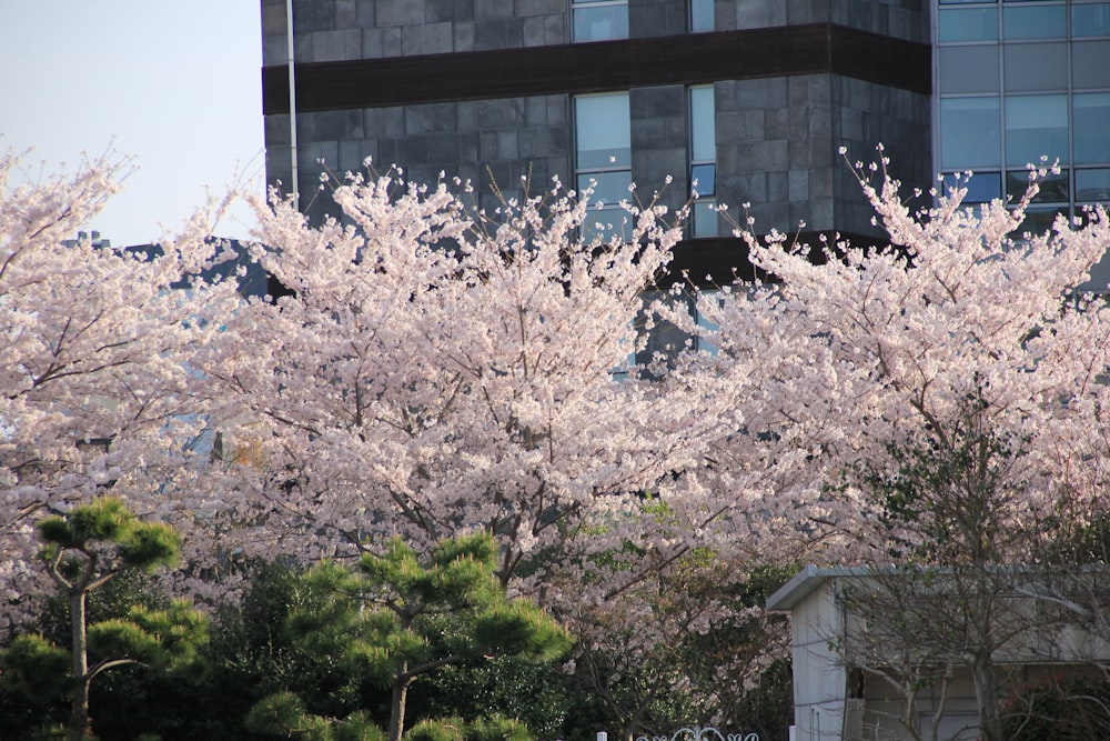 a group of trees with pink blossoms in front of a building