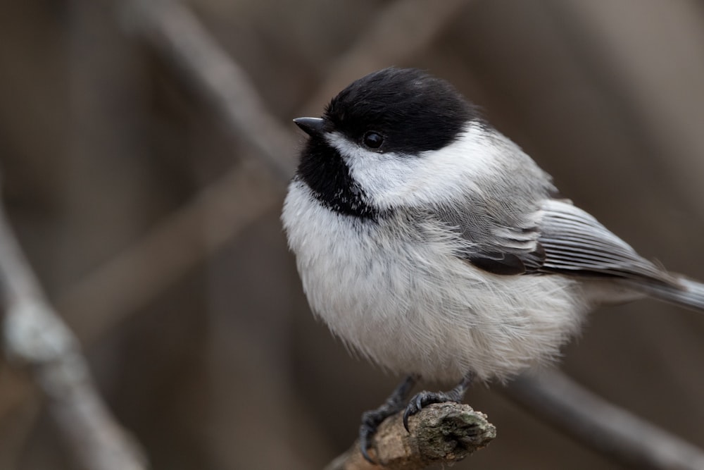 Un petit oiseau sur une branche