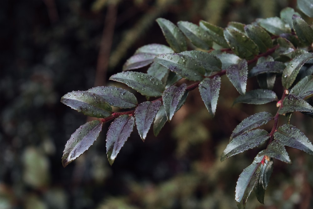 close up of a plant