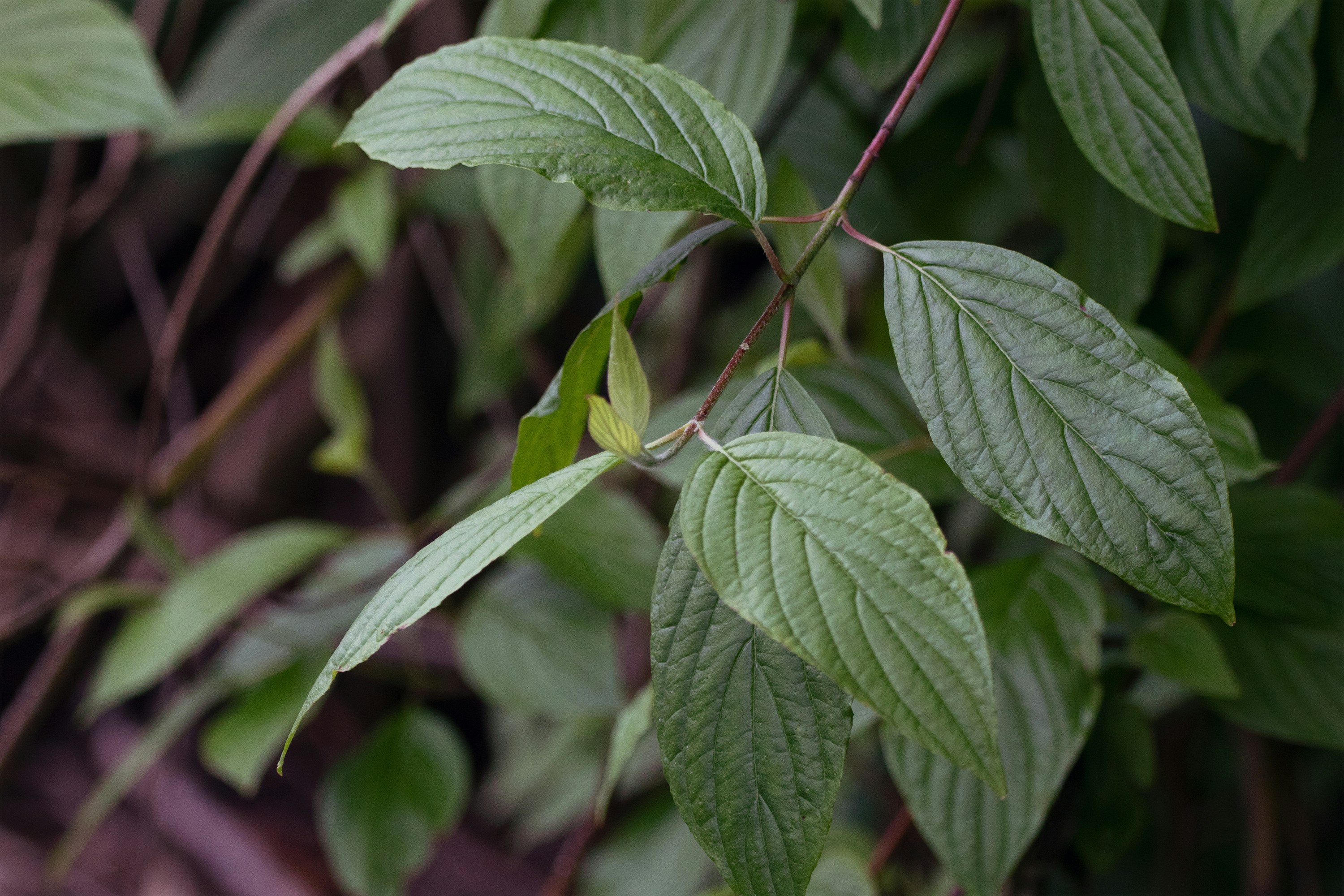 Photo by cirlbunting